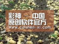 种植基地八(图1)